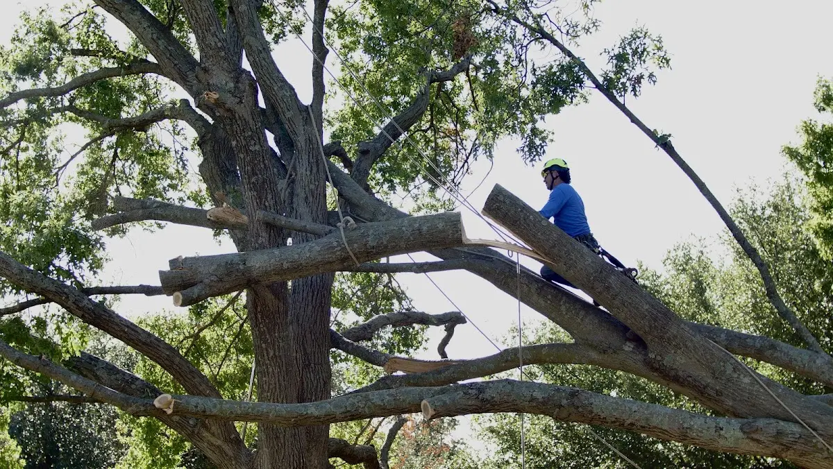 Professional Crown Thinning performed by certified arborists in Bergoo